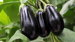 aubergines 1kg